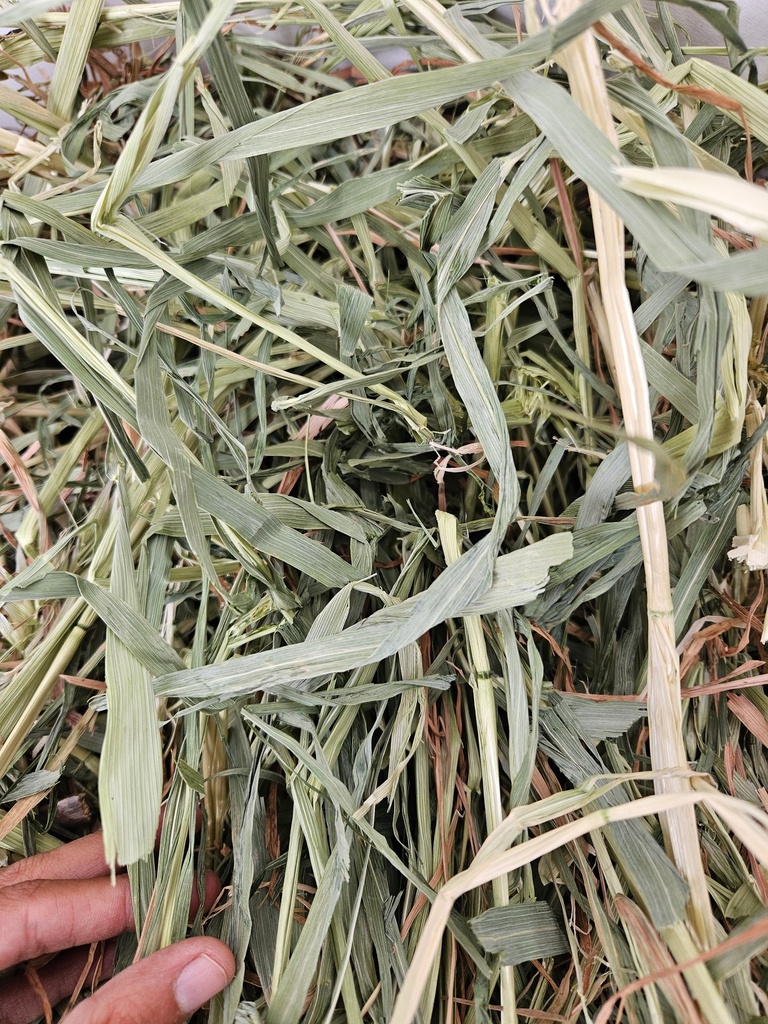 Heno de avena - 1kg